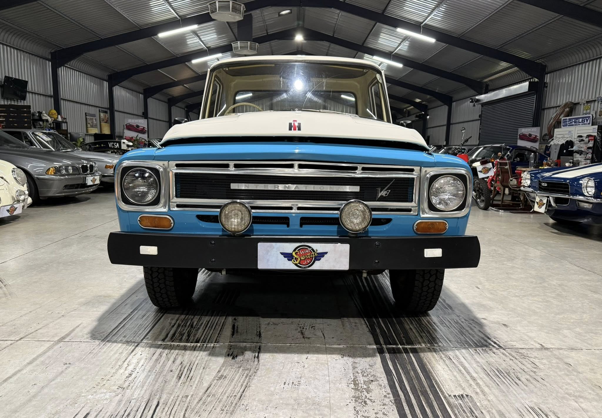 Front view of a blue-and-white vintage International pickup inside a car showroom with other classic cars in the background.