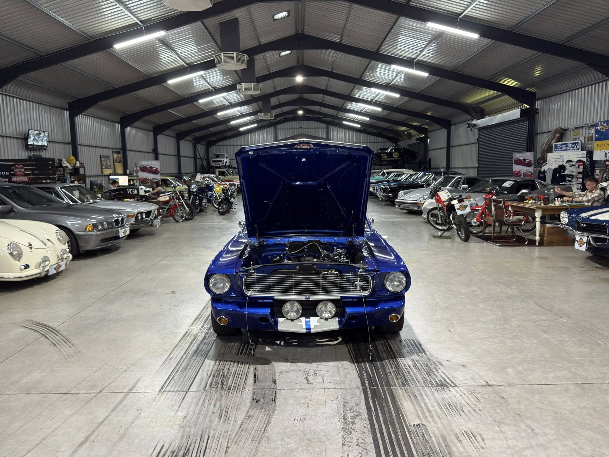 Blue vintage car with its hood open, centered in a showroom full of classic vehicles and motorcycles.