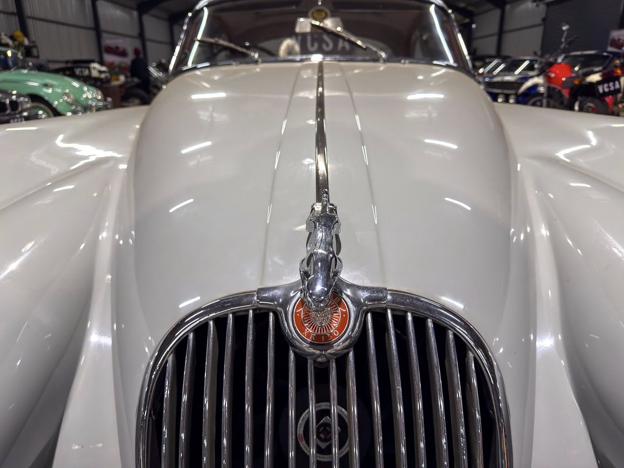 Close-up of a vintage car hood and chrome grille with emblem, in a showroom filled with other classic cars in the background
